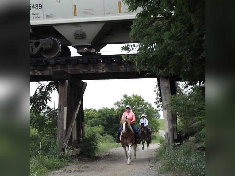 American Quarter Horse Gelding 8 years 14,1 hh Roan-Red in Weatherford TX