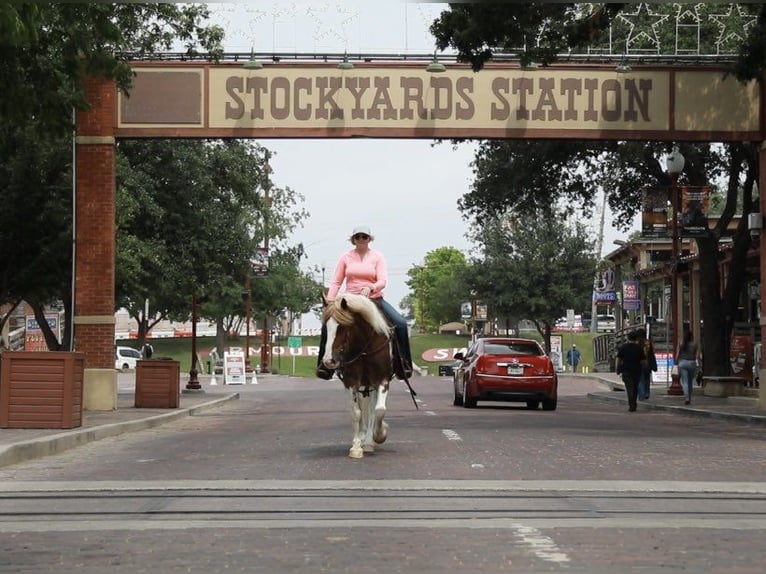 American Quarter Horse Gelding 8 years 14,1 hh Roan-Red in Weatherford TX