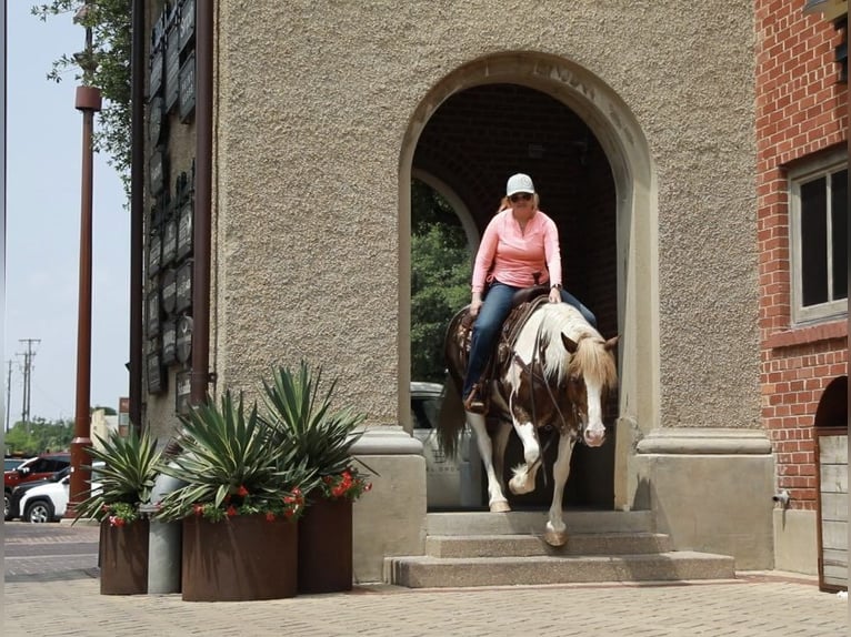 American Quarter Horse Gelding 8 years 14,1 hh Roan-Red in Weatherford TX