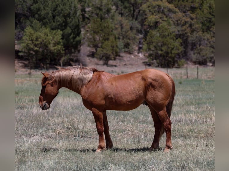 American Quarter Horse Gelding 8 years 14,1 hh Sorrel in Camp Verde AZ