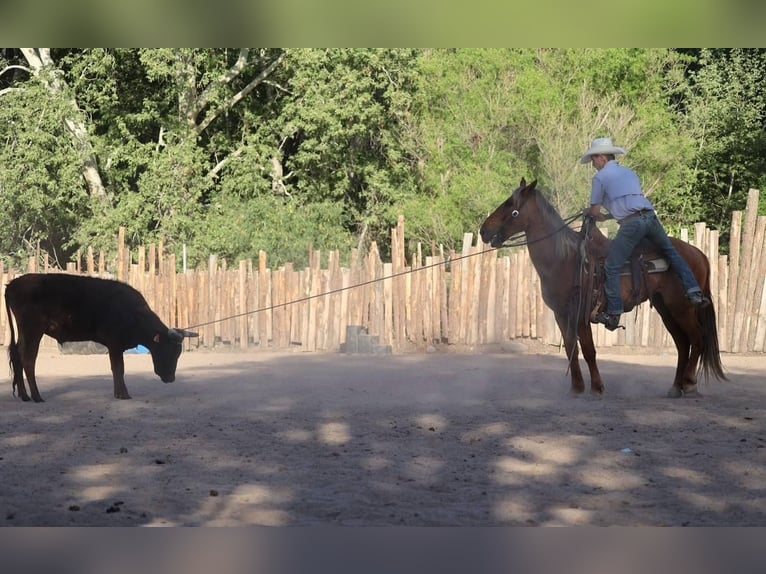 American Quarter Horse Gelding 8 years 14,1 hh Sorrel in Camp Verde AZ