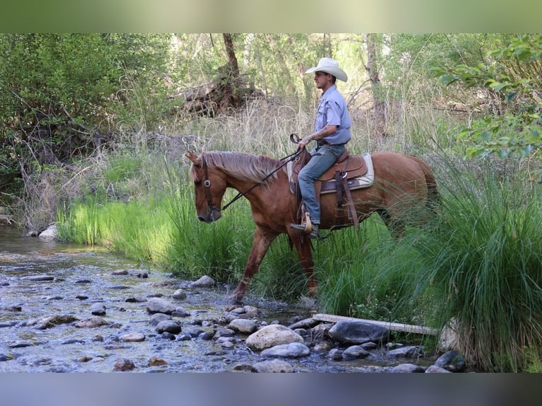 American Quarter Horse Gelding 8 years 14,1 hh Sorrel in Camp Verde AZ