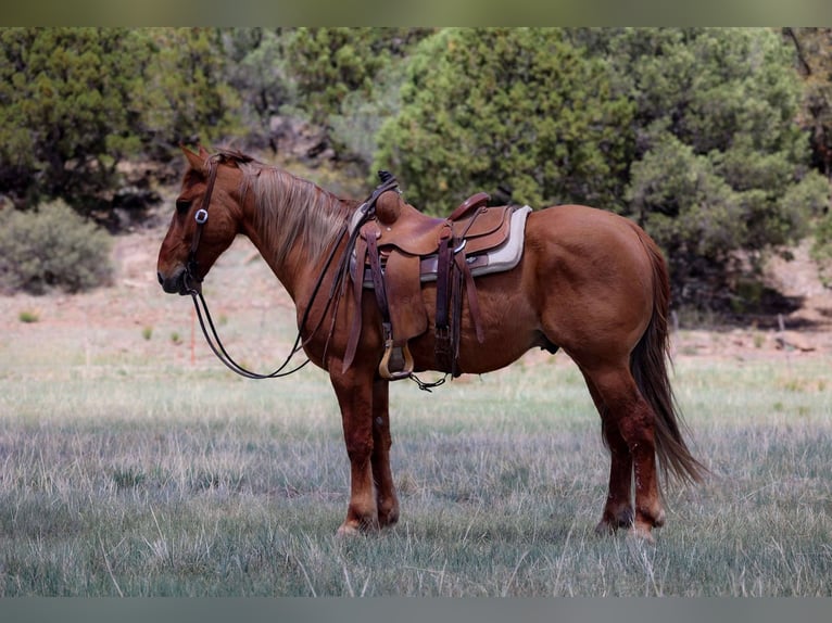 American Quarter Horse Gelding 8 years 14,1 hh Sorrel in Camp Verde AZ
