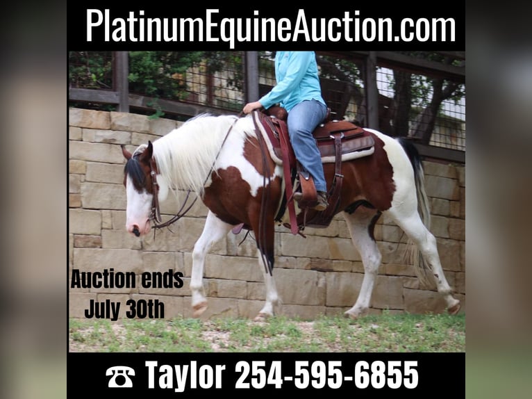 American Quarter Horse Gelding 8 years 14,1 hh Tobiano-all-colors in Eastland TX