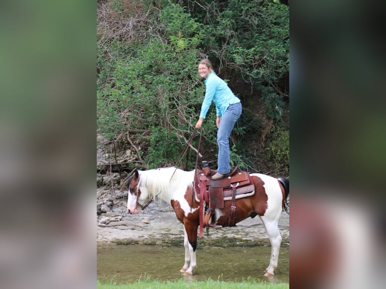 American Quarter Horse Gelding 8 years 14,1 hh Tobiano-all-colors in Eastland TX