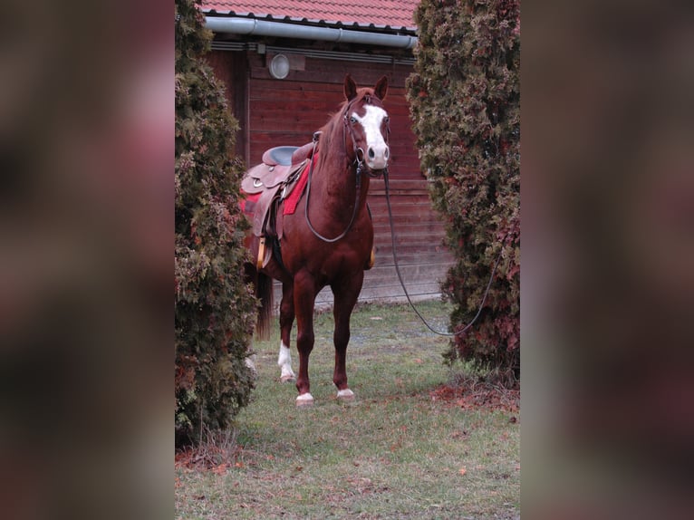 American Quarter Horse Gelding 8 years 14,1 hh in Lutzmannsburg