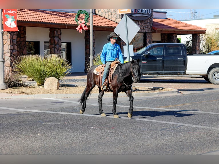 American Quarter Horse Gelding 8 years 14,2 hh Black in Camp Verde AZ