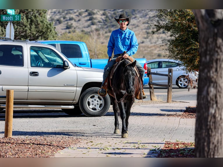 American Quarter Horse Gelding 8 years 14,2 hh Black in Camp Verde AZ