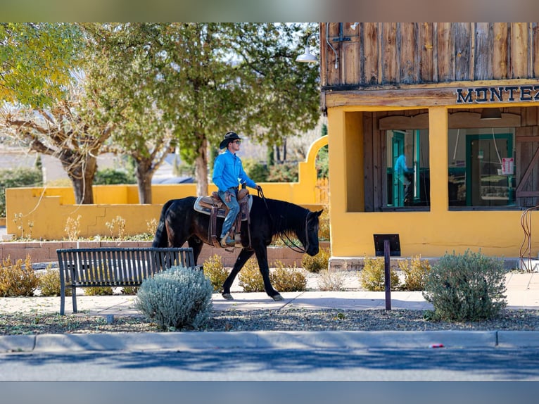 American Quarter Horse Gelding 8 years 14,2 hh Black in Camp Verde AZ