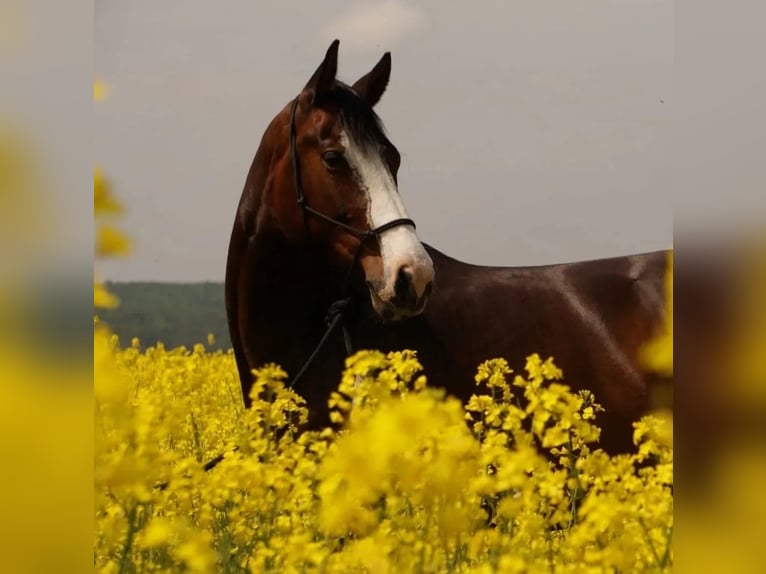 American Quarter Horse Gelding 8 years 14.2 hh Brown in Rheinland-pfalz