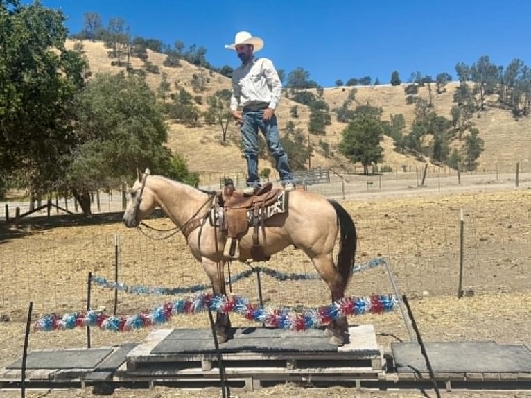 American Quarter Horse Gelding 8 years 14.2 hh Buckskin in Tres Pinos