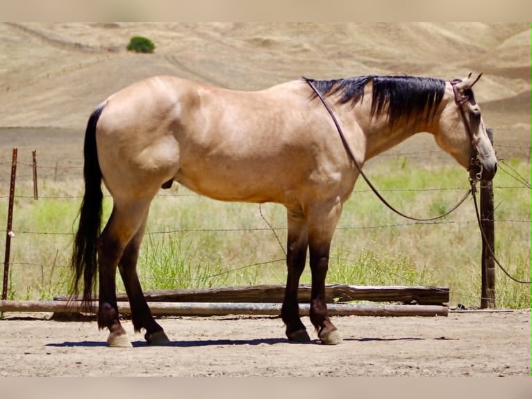 American Quarter Horse Gelding 8 years 14.2 hh Buckskin in Tres Pinos