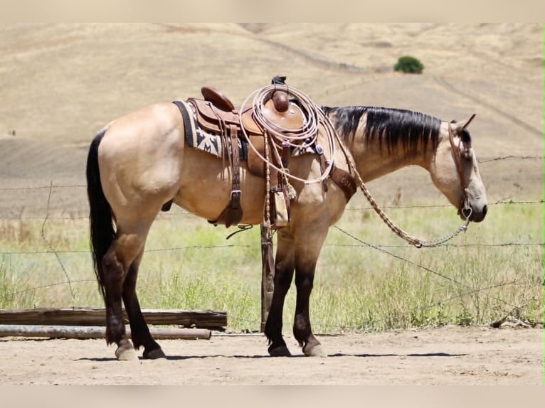 American Quarter Horse Gelding 8 years 14.2 hh Buckskin in Tres Pinos