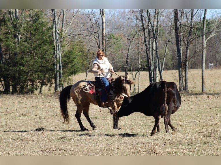 American Quarter Horse Gelding 8 years 14,2 hh Buckskin in Mt. Hope, AL