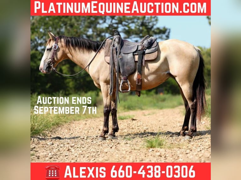 American Quarter Horse Gelding 8 years 14.2 hh Buckskin in Cole Camp, MO