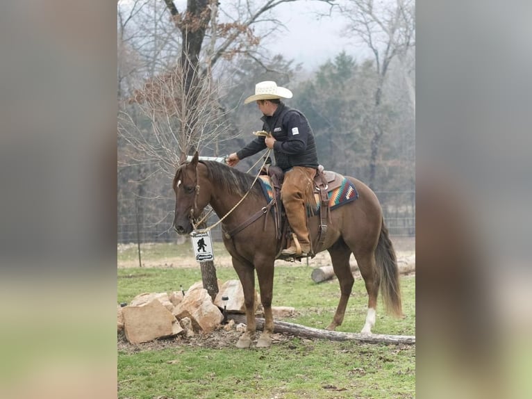 American Quarter Horse Gelding 8 years 14,2 hh Chestnut in Buffalo, MO