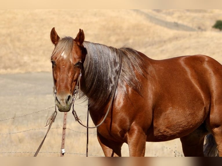 American Quarter Horse Gelding 8 years 14.2 hh Chestnut in Paicines CA