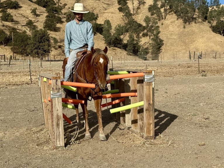American Quarter Horse Gelding 8 years 14.2 hh Chestnut in Paicines CA