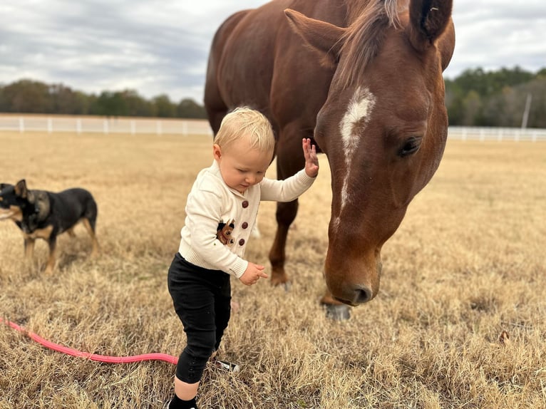 American Quarter Horse Gelding 8 years 14,2 hh Chestnut in Rossville TN