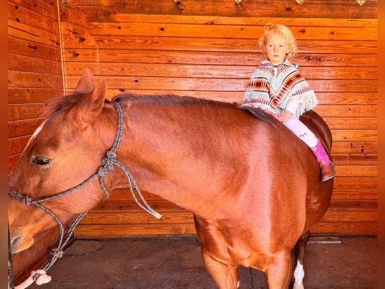 American Quarter Horse Gelding 8 years 14,2 hh Chestnut in Rossville TN