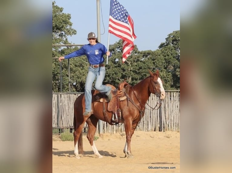 American Quarter Horse Gelding 8 years 14,2 hh Chestnut in Weatherford TX