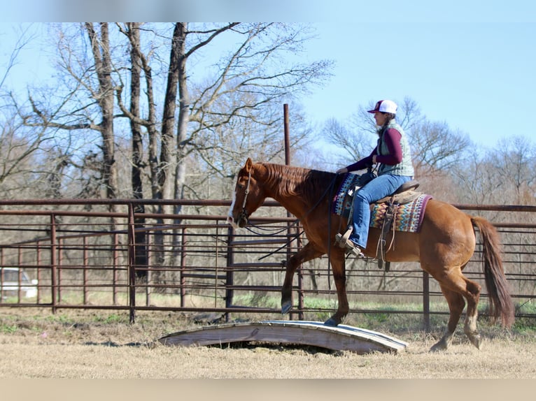American Quarter Horse Gelding 8 years 14.2 hh Chestnut in Athens