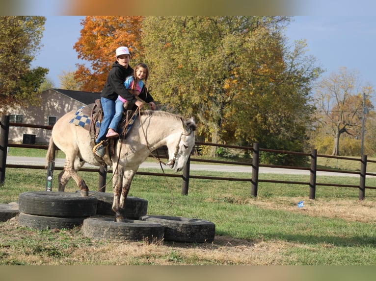 American Quarter Horse Gelding 8 years 14,2 hh Dun in Charleston IL