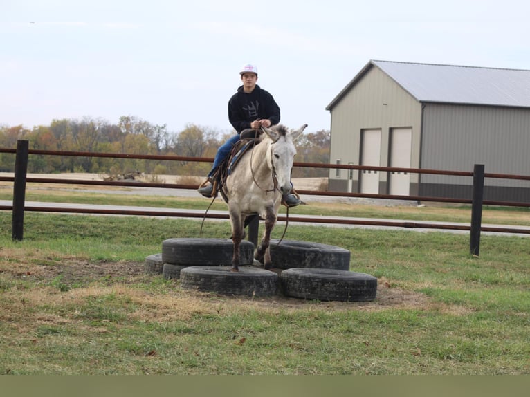 American Quarter Horse Gelding 8 years 14,2 hh Dun in Charleston IL