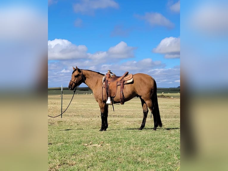 American Quarter Horse Gelding 8 years 14,2 hh Dun in Rising Star TX