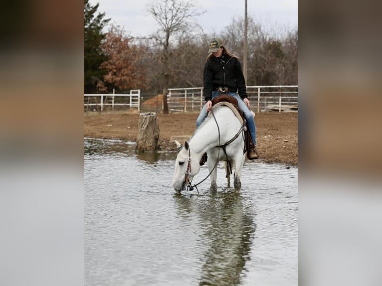 American Quarter Horse Gelding 8 years 14,2 hh Gray in Whitesboro, TX