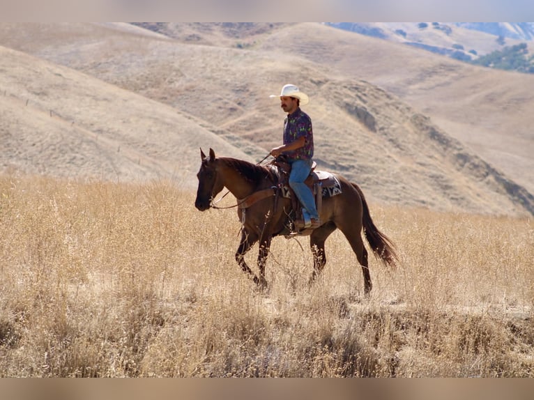 American Quarter Horse Gelding 8 years 14.2 hh Grullo in Tres Pinos