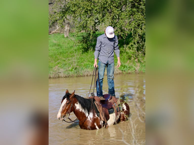 American Quarter Horse Gelding 8 years 14,2 hh Overo-all-colors in Stephenville Tx