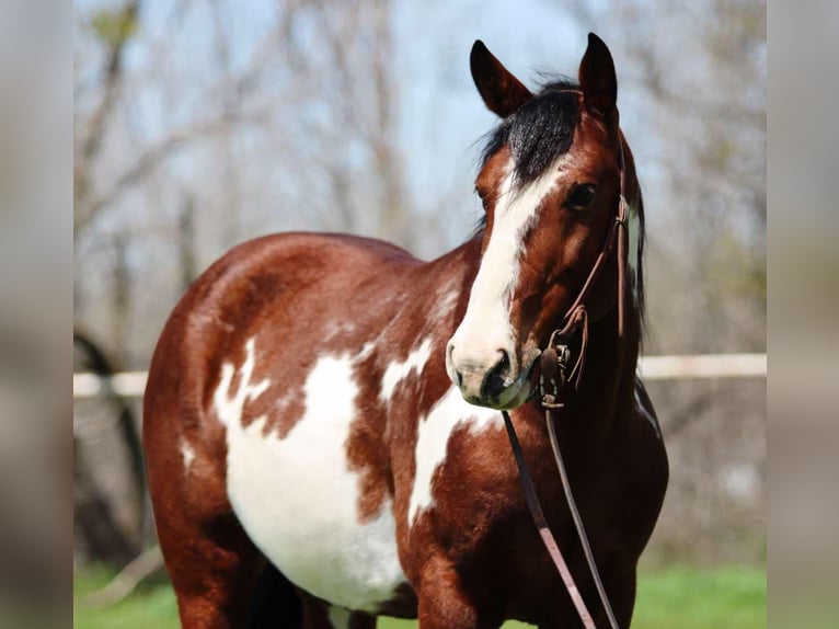 American Quarter Horse Gelding 8 years 14,2 hh Overo-all-colors in Stephenville Tx