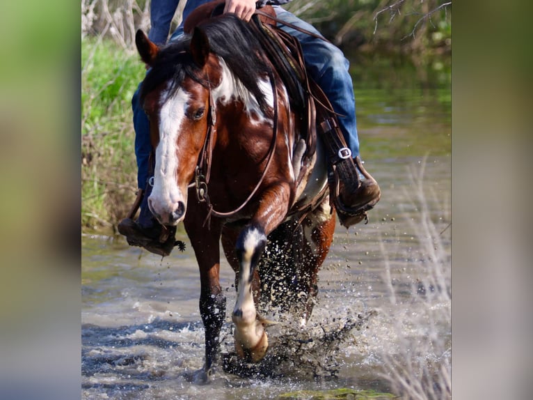 American Quarter Horse Gelding 8 years 14,2 hh Overo-all-colors in Stephenville Tx