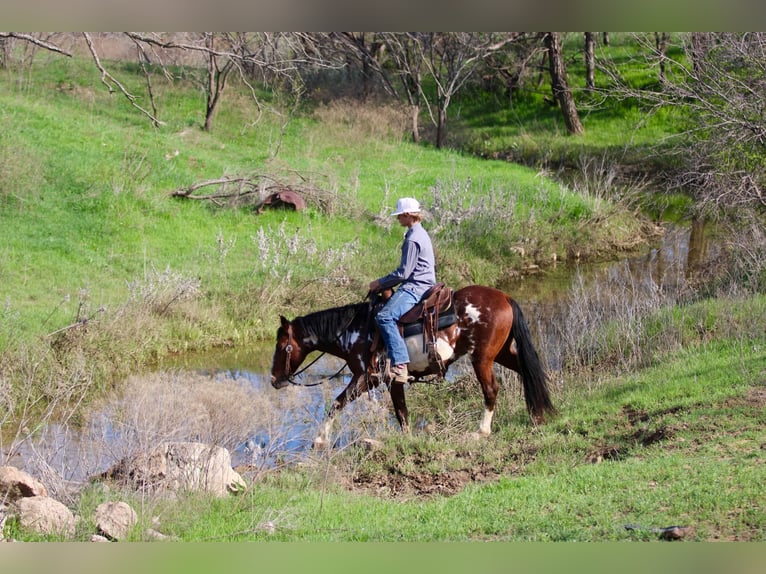 American Quarter Horse Gelding 8 years 14,2 hh Overo-all-colors in Stephenville Tx