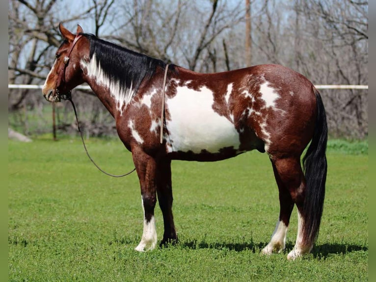 American Quarter Horse Gelding 8 years 14,2 hh Overo-all-colors in Stephenville Tx