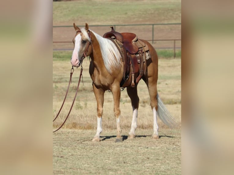 American Quarter Horse Mix Gelding 8 years 14,2 hh Palomino in Pilot Point, TX