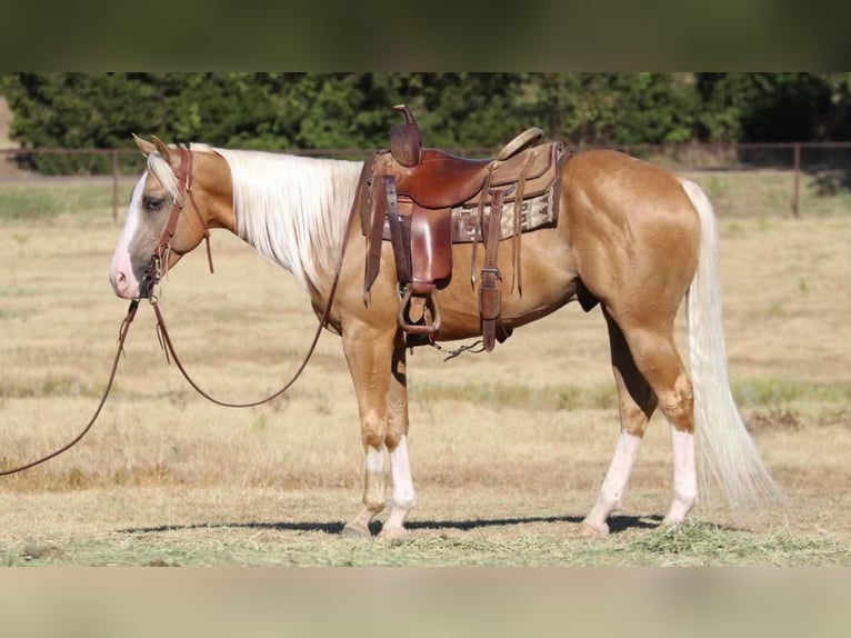 American Quarter Horse Mix Gelding 8 years 14,2 hh Palomino in Pilot Point, TX
