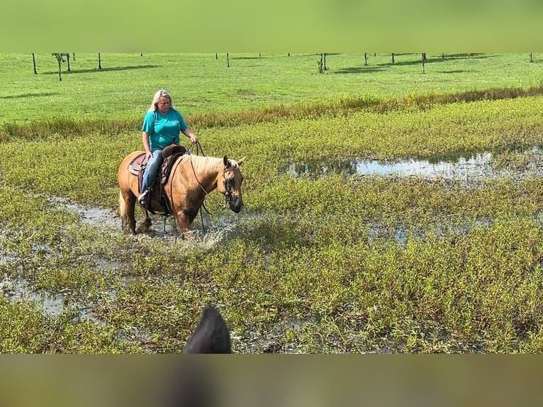 American Quarter Horse Gelding 8 years 14,2 hh Palomino in Henderson