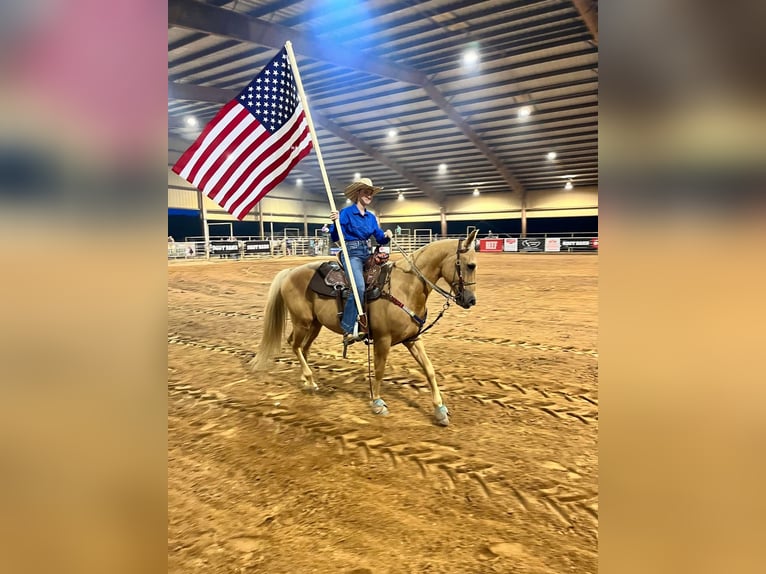 American Quarter Horse Gelding 8 years 14,2 hh Palomino in Henderson