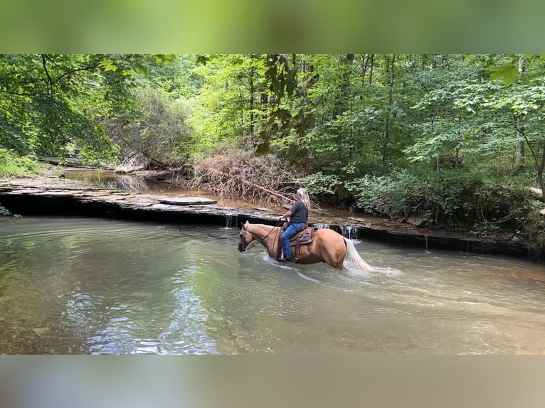 American Quarter Horse Gelding 8 years 14,2 hh Palomino in Henderson