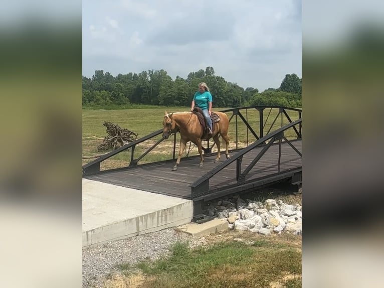 American Quarter Horse Gelding 8 years 14,2 hh Palomino in Henderson