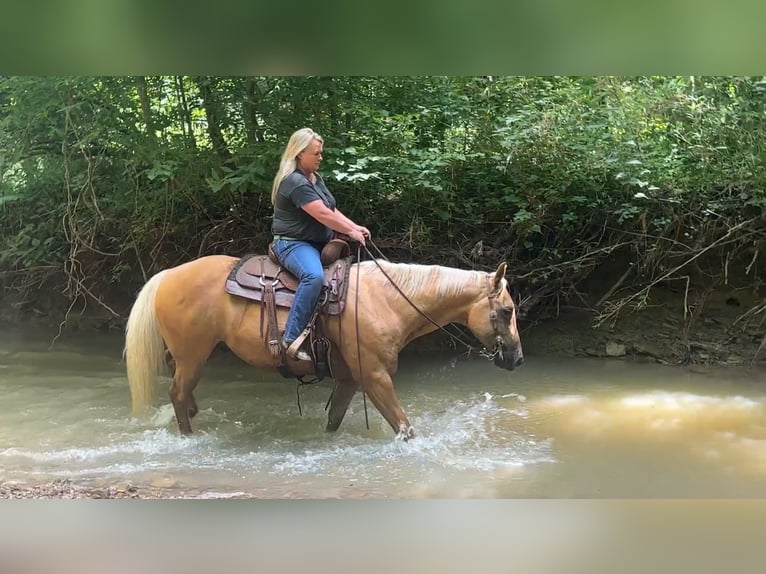 American Quarter Horse Gelding 8 years 14,2 hh Palomino in Henderson