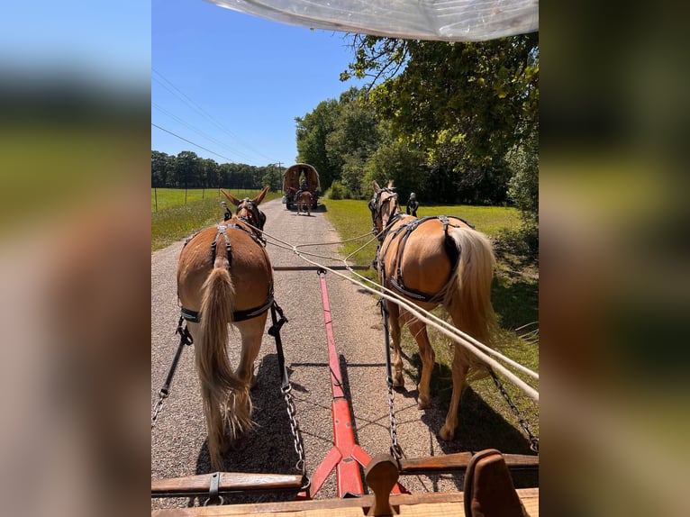 American Quarter Horse Gelding 8 years 14,2 hh Palomino in Henderson