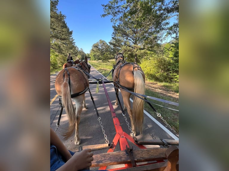American Quarter Horse Gelding 8 years 14,2 hh Palomino in Henderson