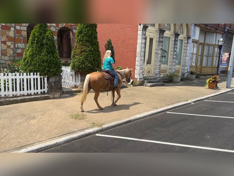 American Quarter Horse Gelding 8 years 14,2 hh Palomino in Henderson