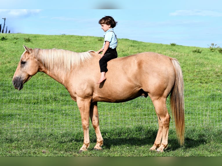 American Quarter Horse Gelding 8 years 14,2 hh Palomino in Rebersburg