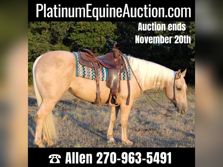American Quarter Horse Gelding 8 years 14,2 hh Palomino in Pilot Point TX