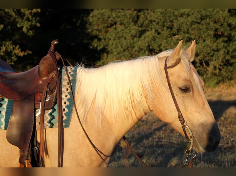 American Quarter Horse Gelding 8 years 14,2 hh Palomino in Pilot Point TX