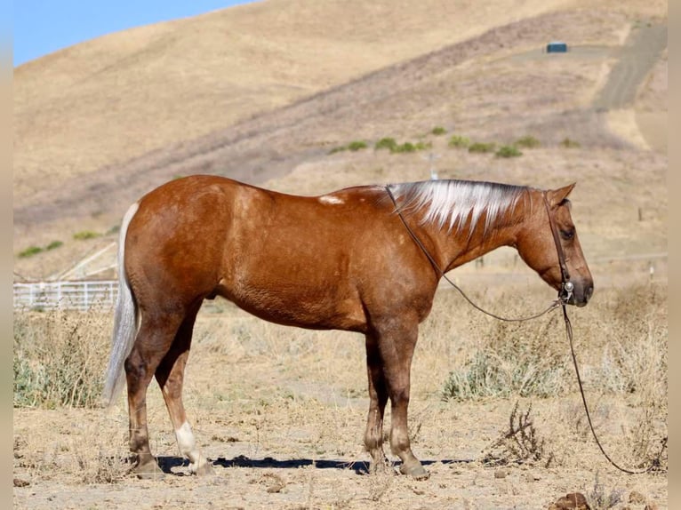 American Quarter Horse Gelding 8 years 14,2 hh Palomino in Paicines CA